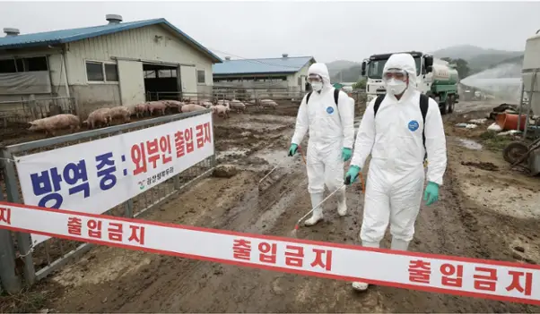 韩国发生非洲猪瘟疫情 政府发布“严重”级危机警报-首码项目网-创业网-全球领先的创业项目网站-淘灵感首码网